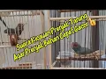 Download Lagu Suara Kicauan Burung Prenjak Untuk Pancingan Prenjak Ombyokan Agar Cepat Gacor!