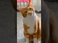 Download Lagu Lucu banget kucing bisa ngomong 🐱 #meme #funny #kucing #lucu #shorts