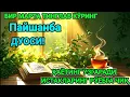 Download Lagu Ҳар тонгни Аллоҳнинг каломи билан бошланг — қалб хотиржам, ризқ кенг бўлади