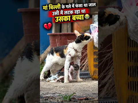 मां बिल्ली के गले में फंसा था जाल, उसी में लटक रहा था उसका बच्चा 😢💔