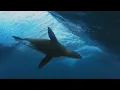 Xavier Rudd   Come Let Go HD