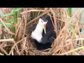 Download Lagu White Breasted Waterhen Raises Her Chicks in the Nest on Water (10) – Mom Protecting Baby Birds E207
