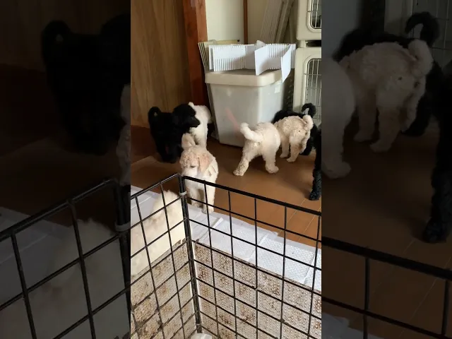 動画