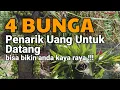 Download Lagu BUNGA MALAIKAT!!! 4 BUNGA P4MBAWA REZEKI DAN KEKAYAAN, Tanaman Pembawa Keberuntungan