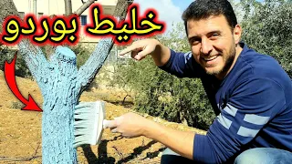 ما هو الطلاء الأبيض الذي يتم دهن سيقان الأشجار به   فوائد الشيد والجنزارة   بوردو دندنها