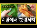 Download Lagu 모든 걸 내려놓고 시골로 도피하더니 결국 손버릇 나오는 여캠;;