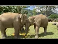 Download Lagu Elephant’s food wagon : Pineapple Delivery Yaiboon and Chana Fam 🐘❤️🍍 - EleFlix