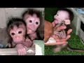 NEWBORN BABY MONKEYS THEY OFTEN HAVE TANTRUM, THEIR FATHERS ARE VERY PATIENT