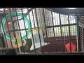 The Clarks at Myrtle Beach kids trying to talk to Parrot name Julio