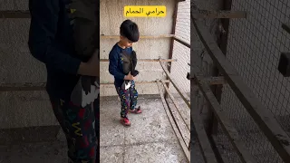 حمودي روح طيور مصطفى 