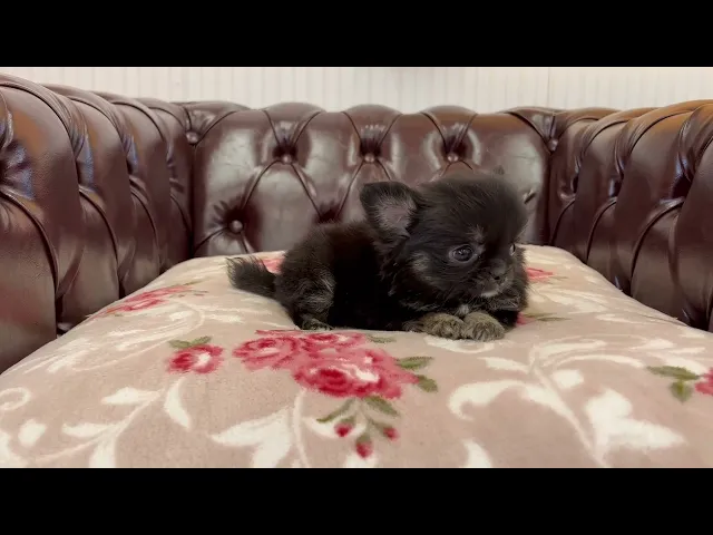 動画