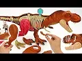 Download Lagu A giant dinosaur is alive! Jurassic World Tyrannosaurus Rex Anatomy assemble Kit! #DuDuPopTOY