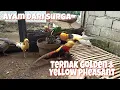 Download Lagu Ternak Ayam Golden \u0026 Yellow pheasant