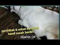 Download Lagu Penyebab dan SOLUSI cespleng kambing hamil tua yg susah berdiri