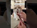 Download Lagu Kucing jutek karena kena prank majikannya