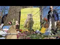 Remembering Beloved NYC Celebrity Flaco the Owl February 26 2024