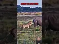 Download Lagu Loin vs rhino 🦏 #shortsfeed #rhino #loin  #wildlife
