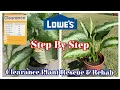 Lowe s Clearance Plant Rescue Rehab Step by Step