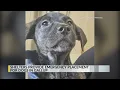 Albuquerque animal shelters take in puppies from Gallup