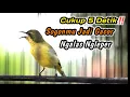 Download Lagu SUARA SOGON BETINA GACOR MEMANGGIL JANTAN BIKIN EMOSI NAIK‼️PANCINGAN SOGON BAHAN OMBYOKAN JOSS