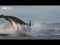 FIRST LOOK: Blue Planet III Trailer | Featuring JADE & Hans Zimmer | BBC Earth