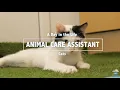 A Day in the Life of a RSPCA Animal Care Assistant Cats