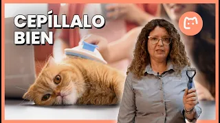 ¿Tu gato suelta mucho pelo? Cómo cepillarlo, qué cepillo usar y cómo reducir la muda 🐱📝