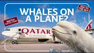 How do you move Beluga Whales across a continent?