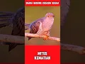 Download Lagu SUARA BURUNG KEDASIH SERAM #suaraburung #burungkedasih #duniahewan #kehidupanburung #shorts #viral