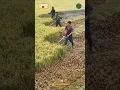 Download Lagu Rice Harvesting Using Brush Cutter Machine