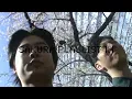 SAKURA PLAYLIST VLOG  1H