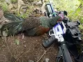 Download Lagu suara ayam hutan jantan dan betina petrek sahut-sahutan cocok untuk pikat