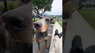 #fypシ #Fyp #Dream #doberman #pets