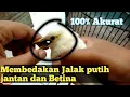 Download Lagu cara membedakan jalak putih jantan dan betina