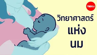 กระบวนการสร้างน้ำนมในสัตว์เลี้ยงลูกด้วยนมเกิดขึ้นที่ไหนในร่างกาย