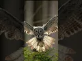 Download Lagu voice of owl bird