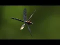 Download Lagu Dragonfly in Slow Motion | BBC Earth Explore