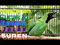 Download Lagu Cucak ijo gacor full tembakan isian jalak suren|| Ampuh untuk pancingan dan masteran