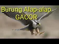 Download Lagu Suara burung Alap-alap gacor alam cocok untuk masteran