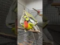 Download Lagu Lutino cockatiel and African love bird cross breeding #explore #birds #cocketiel #talesoftiels #vlog