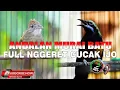 Download Lagu KOMPILASI KAPAS TEMBAK GACOR VS CUCAK CUNGKOK MASTERAN ANDALAN MURAI BATU DAN CUCAK IJO