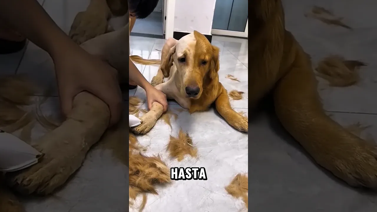 Bu Köpeğe Nolmuş 😂😂