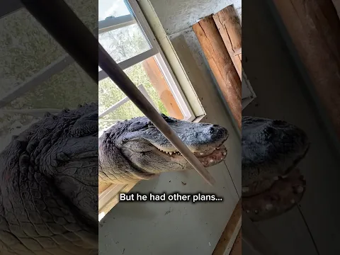 Alligator Breaks Through Window 😱 #shorts #alligator