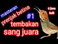 Download Lagu MASTERAN PRENJAK BETINA GACOR || tembakan prenjak betina @putrakicauofficial7377