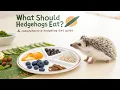 Feeding Hedgehogs A Comprehensive Hedgehog Diet Guide