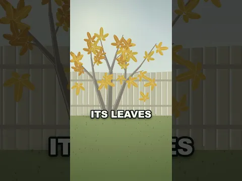 Make Money with Fig Trees?