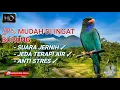 Download Lagu TENGKEK BUTO | SUARA JERNIH MUDAH DI TIRUKAN BURUNG DENGAN JEDA TERAPI AIR