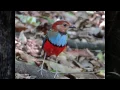Download Lagu Birding in Indonesia