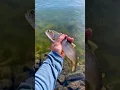 Lagu Just catching trout in Montana #fishing #troutfishing