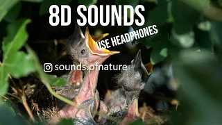 Download Relaxing sounds | Wonderful calm Birds Singing ( 8D Version Effect ) MP3